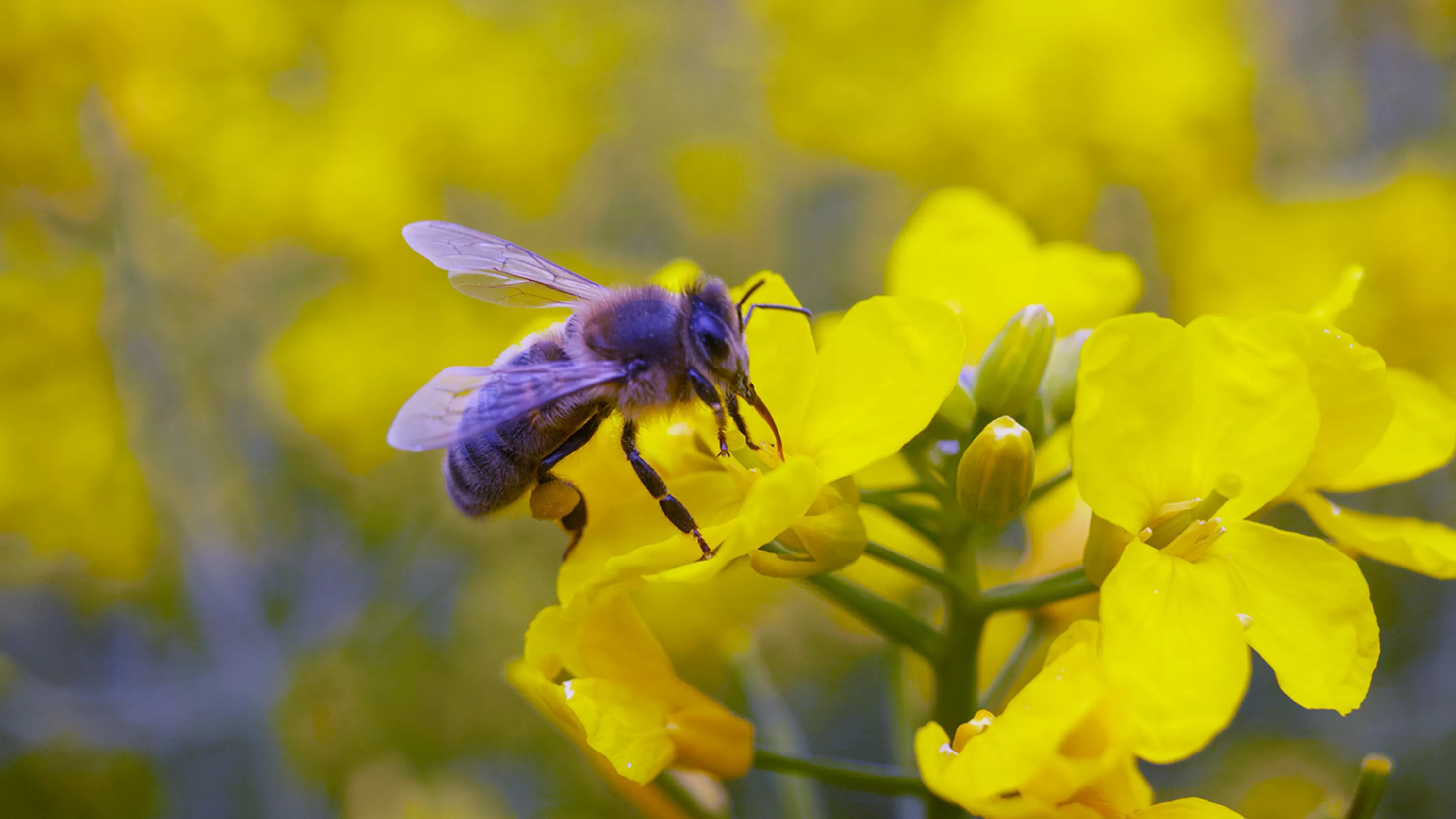 Bee_On_Rapeseed_Flower_Article_Header.jpg