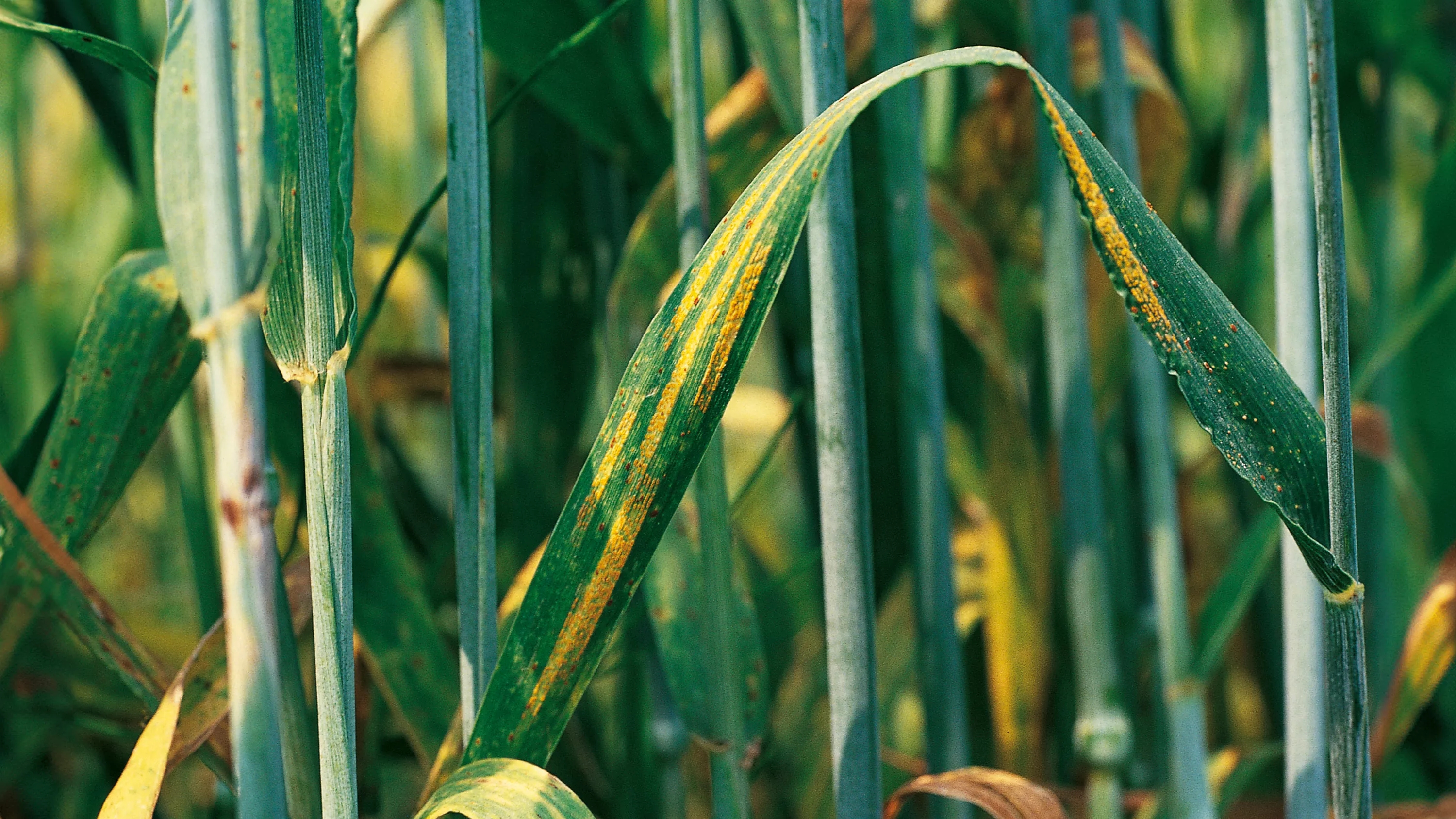 Blattbefall an Getreide durch Puccinia striiformis (Gelbrost).
Copyright: Bayer CropScience AG