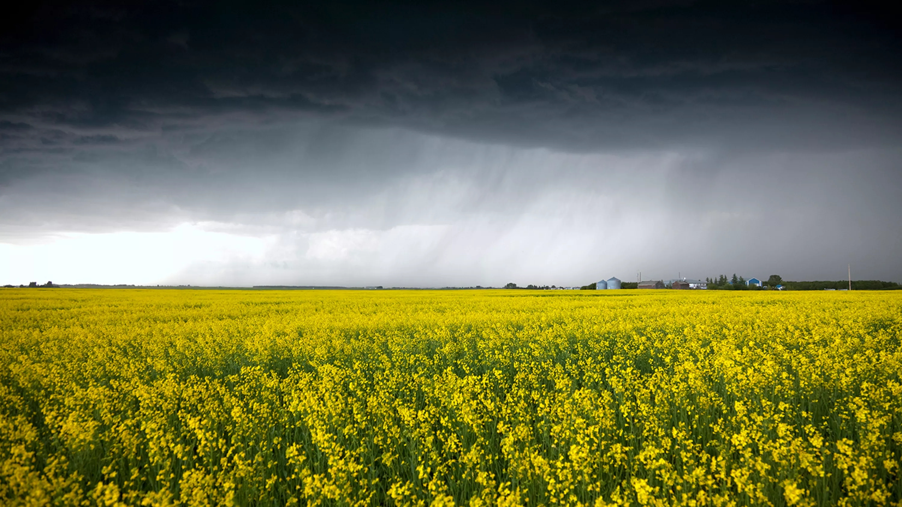 A dramatic thunderstorm over a bright yellow rape field.