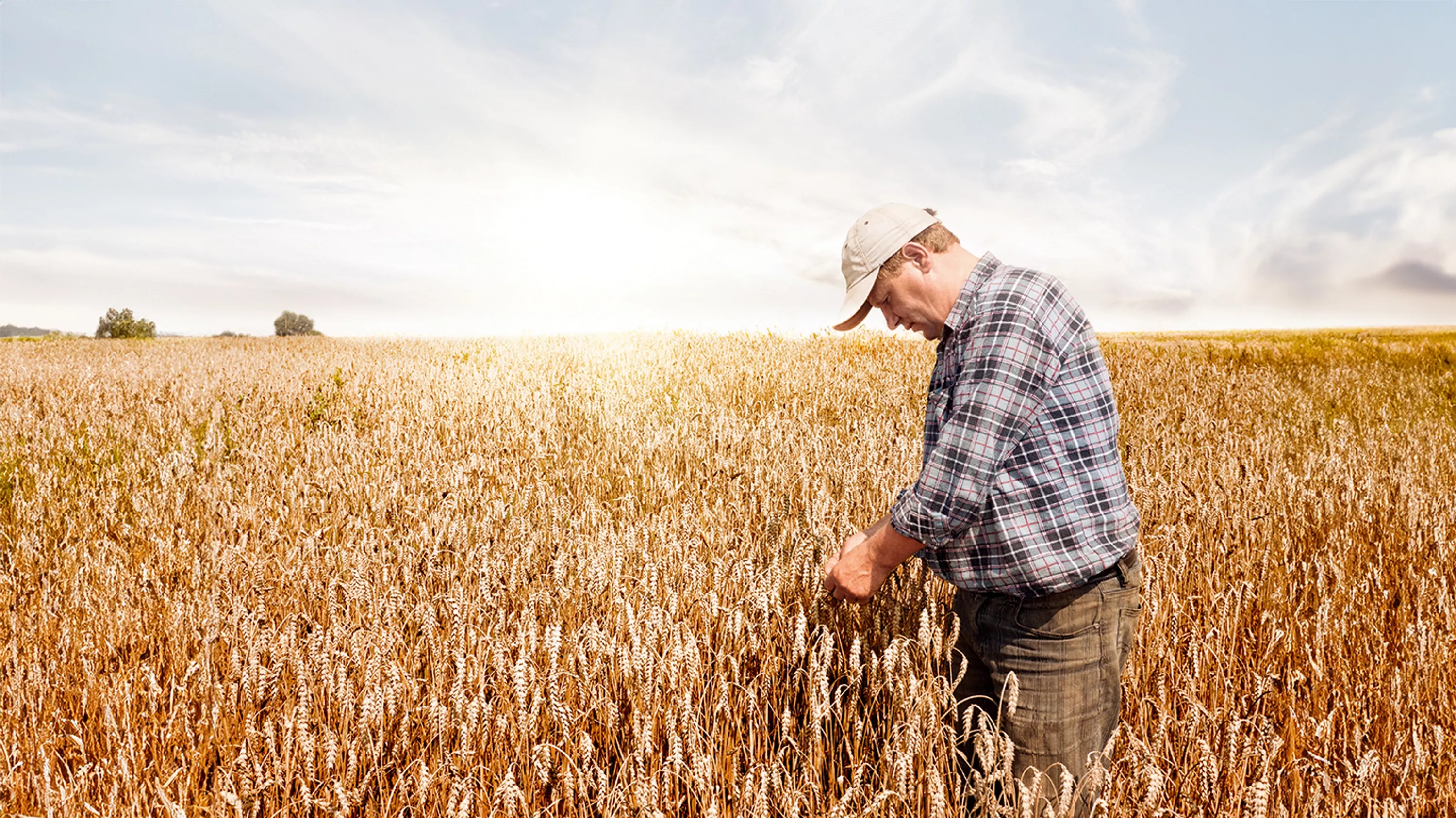 Piktžolių kontrolės planas - Bayer Crop Science