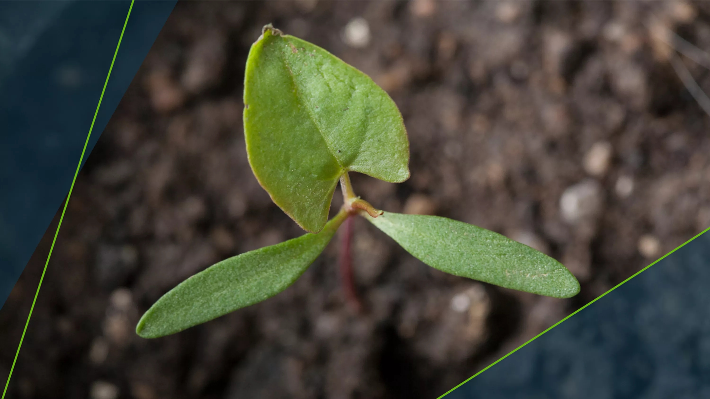 Piktžolių atsparumas herbicidams - Bayer Crop Science