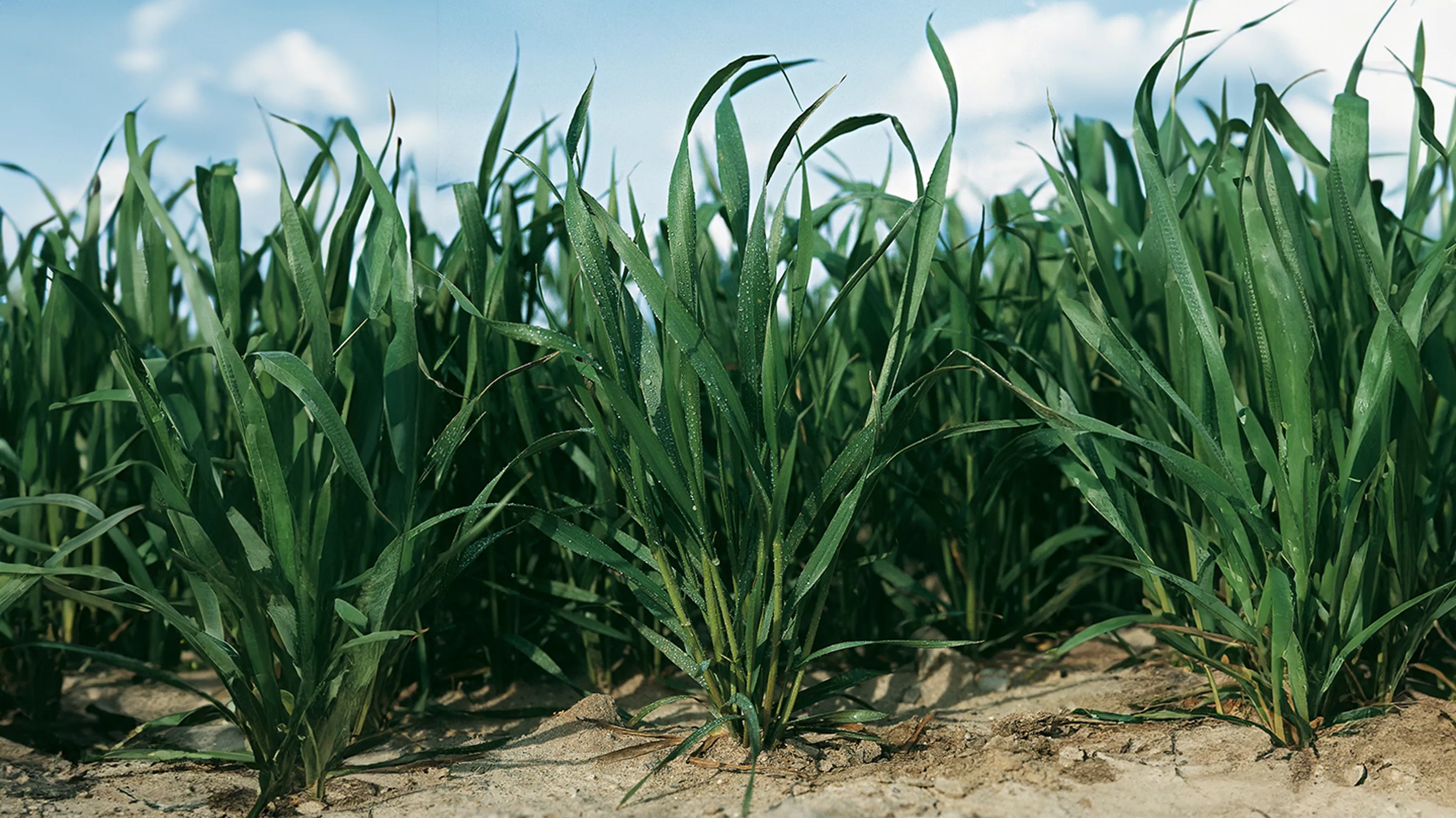 100614
Winterweizen zu Beginn des Schossens
Wheat, shoot development stage