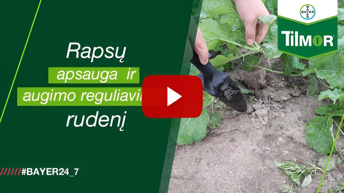 Žieminių rapsų apsauga nuo ligų ir augimo reguliavimas rudenį